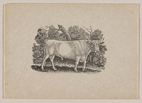 standing bull with small horns in profile from PR, with head turned toward picture plane; foliage behind bull. Original from the Minneapolis Institute of Art.