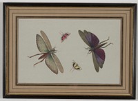 four insects with spread wings; clockwise from top: larger insect with purple and green wings, brown body; smaller insect with yellow, black and white wings, brown body, and orange legs; larger insect with orange, green and brown wings, red/orange body; smaller insect with tan, pink and black wings, black body, and orange legs. Original from the Minneapolis Institute of Art.