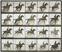 Jumping a hurdle, saddle, bay horse. From a portfolio of 83 collotypes, 1887, by Edweard Muybridge; part of 781 plates published under the auspices of the University of Pennsylvania. Original from the Minneapolis Institute of Art.