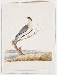 Bird perched on branch by river. Original from the Minneapolis Institute of Art.