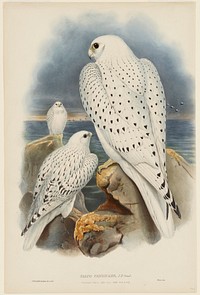 Greenland Falcon. Original from the Minneapolis Institute of Art.