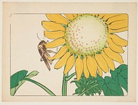 (Grasshopper and sunflower). Original from the Minneapolis Institute of Art.