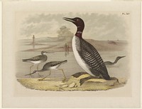 Loon. Original from the Minneapolis Institute of Art.