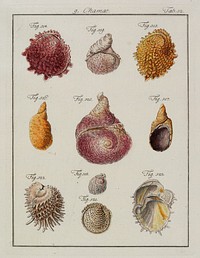 10 shells of varied shapes and colors, numbered "Fig. 514" through "Fig. 523". Original from the Minneapolis Institute of Art.