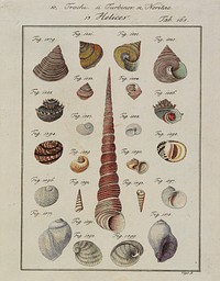 23 shells, mostly of conical or bulbous shapes and varied colors; long red and white conical shell at center; numbered "Fig. 1577" through "Fig. 1599". Original from the Minneapolis Institute of Art.