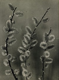 3 branches with ovoid, hairy seed pods or blossoms against a plain, grey ground. Original from the Minneapolis Institute of Art.