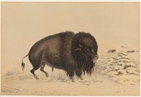 Wounded Buffalo Bull. Original from the Minneapolis Institute of Art.