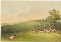 Antelope Shooting. Original from the Minneapolis Institute of Art.