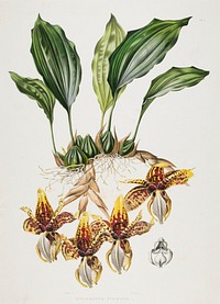 Tiger-Like Stanhopea (Tiger Orchid). Original from the Minneapolis Institute of Art.