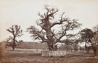 Old Oak, Penshurst, England. Original from the Minneapolis Institute of Art.