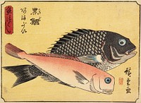 Gilthead and Tilefish. Original from the Minneapolis Institute of Art.