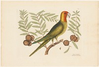The Parrot of Carolina (1731&ndash;1743) in high resolution by Mark Catesby. Original from The Minneapolis Institute of Art. Digitally enhanced by rawpixel.. Original from the Minneapolis Institute of Art.