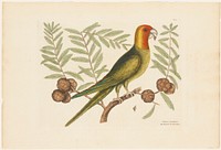 The Parrot of Carolina (1731–1743) in high resolution by Mark Catesby. Original from The Minneapolis Institute of Art. Digitally enhanced by rawpixel.. Original from the Minneapolis Institute of Art.