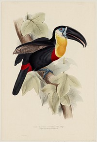 Plate 9 (toucan), Vol. I. Original from the Minneapolis Institute of Art.