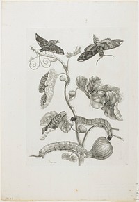 Plate 33. Original from the Minneapolis Institute of Art.