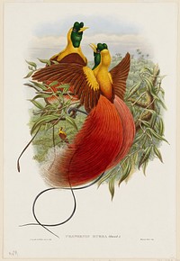birds (red bird of paradise). Original from the Minneapolis Institute of Art.