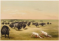 Buffalo Hunt, Under the White Wolf Skin. Original from the Minneapolis Institute of Art.