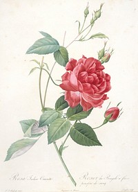 Rosa indica cruenta (Rosebush of Bengal with Crimson-of-Blood Flowers). Original from the Minneapolis Institute of Art.