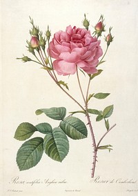 Rosa centifolia angelica rubra (Rosebush of Cumberland). Original from the Minneapolis Institute of Art.