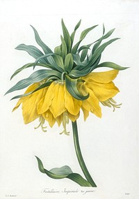 Fritillaire, Imperiale. Var. jaune, from Choix Des Plus Belle Fleurs et des Plus Beaux Fruits. Original from the Minneapolis Institute of Art.