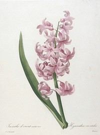 Jacinthe d'orient varité rose (Hyacinth), from Choix des Plus Belle Fleurs et des Plus Beaux Fruits. Original from the Minneapolis Institute of Art.