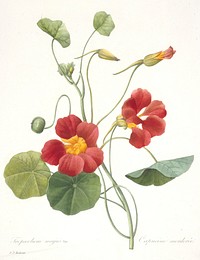 Tropaeolum majus (Garden Nasturtium). Original from the Minneapolis Institute of Art.