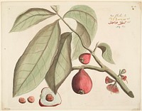 Nati-schambu from Hortus Indicus Malabaricus (Vol. 2). Original from the Minneapolis Institute of Art.