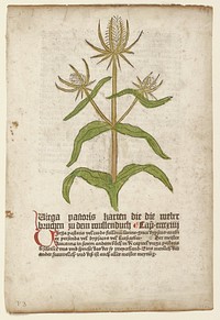 Virga Pastoris, from Gart der Gesundheit (Mainz, 1485). Original from the Minneapolis Institute of Art.