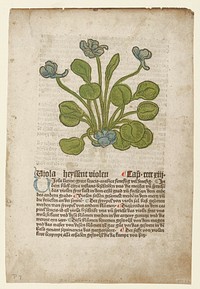Viola, from Gart der Gesundheit (Mainz, 1485). Original from the Minneapolis Institute of Art.