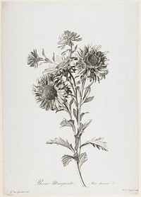 Reine-Marguerite, from Fleurs Dessinees d'apres Nature. Original from the Minneapolis Institute of Art.