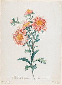 Reine-Marguerite, from Fleurs Dessinees d'apres Nature. Original from the Minneapolis Institute of Art.