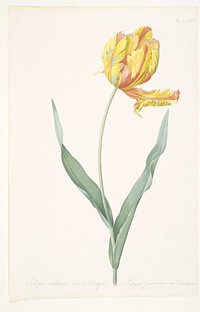 Tulipa gesneriana var. dracontia (Parrot Tulip). Original from the Minneapolis Institute of Art.