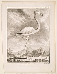 tom. VIII. pl. XXXIX. pag. 498; black and white; birds (flamingo). Original from the Minneapolis Institute of Art.