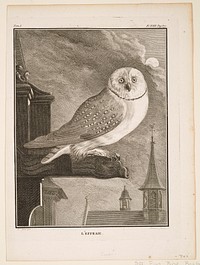 plate XXVI; page 370; black and white; birds (barn owl). Original from the Minneapolis Institute of Art.