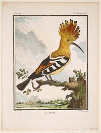 tom. VI. pl. XXI. pag. 460; birds (hoopoe). Original from the Minneapolis Institute of Art.