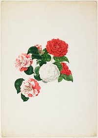 Common Camellias (Camellia japonica). Original from the Minneapolis Institute of Art.