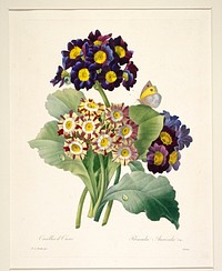 Primula auricula (Primroses). Original from the Minneapolis Institute of Art.
