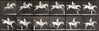 Jumping a hurdle, bareback, clearing and landing, rider nude, gray mare. From a portfolio of 83 collotypes, 1887, by Edweard Muybridge; part of 781 plates published under the auspices of the University of Pennsylvania. Original from the Minneapolis Institute of Art.