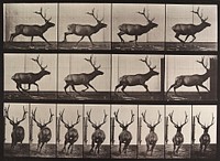 Elk, galloping. From a portfolio of 83 collotypes, 1887, by Edweard Muybridge; part of 781 plates published under the auspices of the University of Pennsylvania. Original from the Minneapolis Institute of Art.
