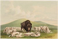 Buffalo Hunt, White Wolves Attacking a Buffalo Bull. Original from the Minneapolis Institute of Art.