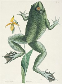 The Bull Frog (1731&ndash;1743) in high resolution by Mark Catesby. Original from The Minneapolis Institute of Art. Digitally enhanced by rawpixel.. Original from the Minneapolis Institute of Art.