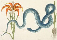 The Wampum Snake (1731&ndash;1743) in high resolution by Mark Catesby. Original from The Minneapolis Institute of Art. Digitally enhanced by rawpixel.. Original from the Minneapolis Institute of Art.