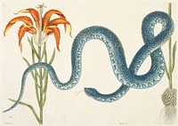 The Wampum Snake (1731–1743) in high resolution by Mark Catesby. Original from The Minneapolis Institute of Art. Digitally enhanced by rawpixel.. Original from the Minneapolis Institute of Art.