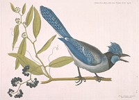 The Crested Jay, with Smilax (1731–1743) in high resolution by Mark Catesby. Original from The Minneapolis Institute of Art. Digitally enhanced by rawpixel.. Original from the Minneapolis Institute of Art.