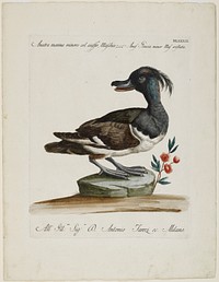 duck standing on a green rock, with head turned back; duck has feathery topknot; black, brown and white feathers; small branch with three red flowers to R of rock. Original from the Minneapolis Institute of Art.