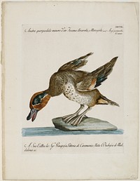 duck, leaning forward, standing on a rock; brown head with green around eyes; text at top and bottom. Original from the Minneapolis Institute of Art.