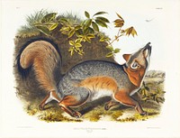 Plate XXI. no. 5; grey fox, 5/7 natural size. Original from the Minneapolis Institute of Art.