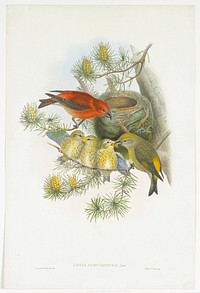 birds. Original from the Minneapolis Institute of Art.
