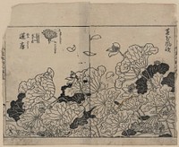 [Lotus in the wind, with detail of lotus pod]. Original from the Library of Congress.