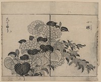 [Blossoms from two kinds of hydrangea]. Original from the Library of Congress.